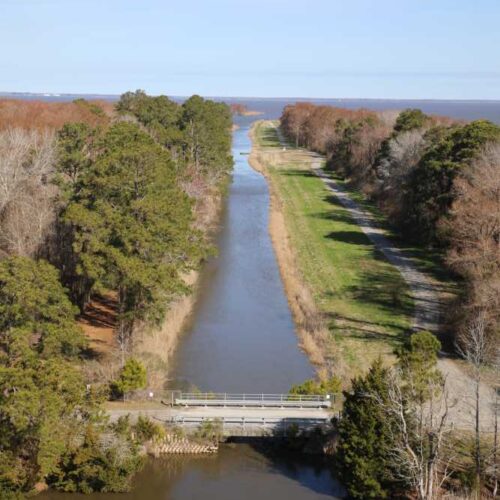 View from the top of the Mattamuskeet Lodge tower